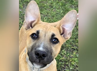 Capuccino mit dem gewissen Etwas  (auf Pflegestelle in Schleswig Holstein)