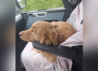 Wallace jetzt Simba (auf Pflegestelle in Schleswig Holstein)