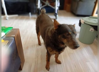 Zamira neues Zuhause gesucht! (Pflegestelle in Schleswig Holstein)