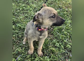 Goldie Mae - einfach nur goldig!