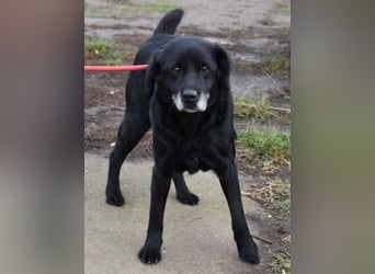 Kolett - freundlich und lebensfrohe Begleiterin