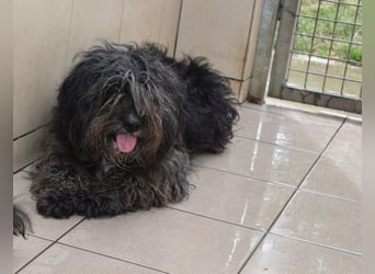 Ketty hübsche Wuscheldame