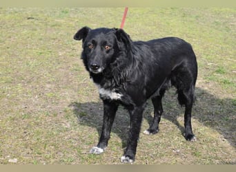 Matyi gehört noch nicht zum alten Eisen