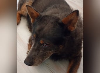 Zamira neues Zuhause gesucht! (Pflegestelle in Schleswig Holstein)