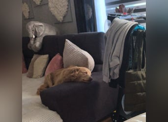 Wallace jetzt Simba (auf Pflegestelle in Schleswig Holstein)