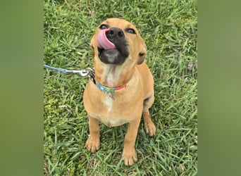 Macchiato Herzensbrecher (auf Pflegestelle in Schleswig Holstein)