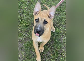 Capuccino mit dem gewissen Etwas  (auf Pflegestelle in Schleswig Holstein)