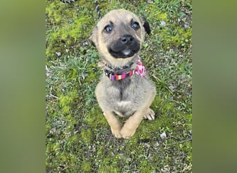 Goldie Mae - einfach nur goldig!