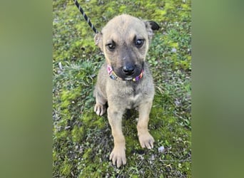 Goldie Mae - einfach nur goldig!