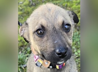 Goldie Mae - einfach nur goldig!