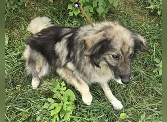 Walton absolut lieber Familienhund