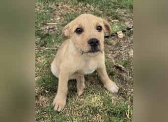 Cooper - Potential zum Familienhund
