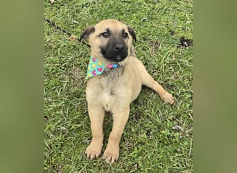 Golda wurde mit ihren 7 Geschwistern einfach entsorgt!