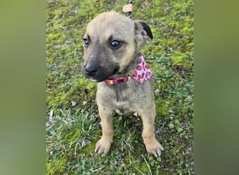 Goldie Mae - einfach nur goldig!