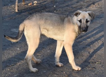 Hollis - sanfte, fröhliche Hündin sucht ein liebevolles Zuhause