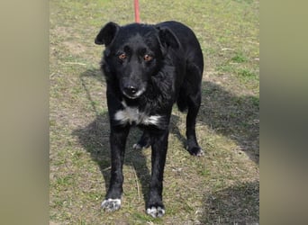 Matyi gehört noch nicht zum alten Eisen