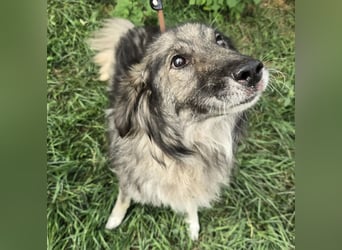Walton absolut lieber Familienhund