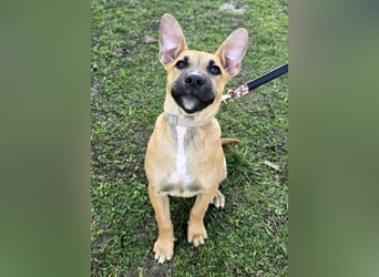 Capuccino mit dem gewissen Etwas  (auf Pflegestelle in Schleswig Holstein)