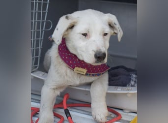 Dixie hübsche junge Hundedame