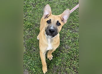 Capuccino mit dem gewissen Etwas  (auf Pflegestelle in Schleswig Holstein)