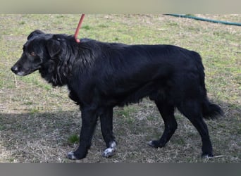 Matyi gehört noch nicht zum alten Eisen