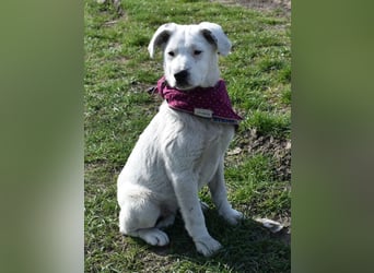 Dixie hübsche junge Hundedame