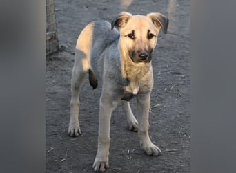 Hollis - sanfte, fröhliche Hündin sucht ein liebevolles Zuhause