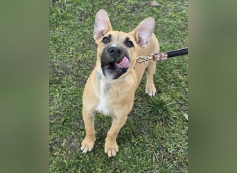 Capuccino mit dem gewissen Etwas  (auf Pflegestelle in Schleswig Holstein)
