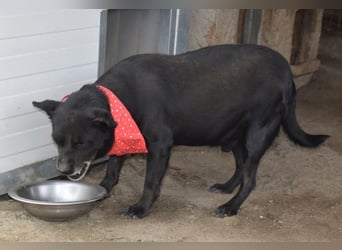 Bonifác - möchte endlich ein warmes Körbchen!