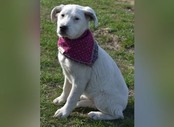 Dixie hübsche junge Hundedame