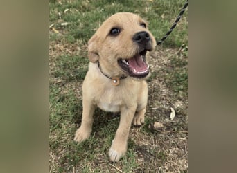 Cooper - Potential zum Familienhund