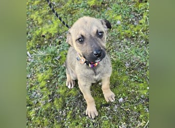 Goldie Mae - einfach nur goldig!