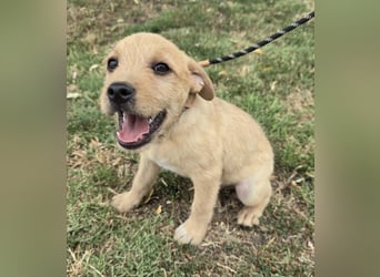 Cooper - Potential zum Familienhund