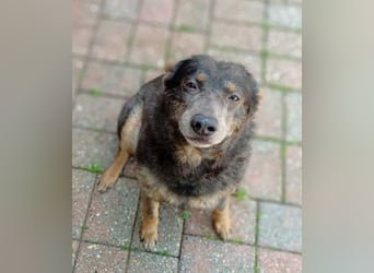 Zamira neues Zuhause gesucht! (Pflegestelle in Schleswig Holstein)