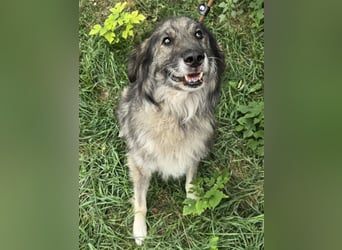 Walton absolut lieber Familienhund