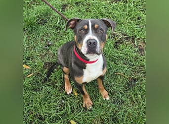 Adonis - Dein neuer bester Freund?