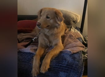 Wallace jetzt Simba (auf Pflegestelle in Schleswig Holstein)