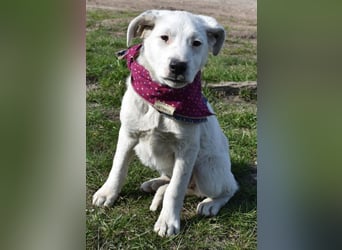 Dixie hübsche junge Hundedame