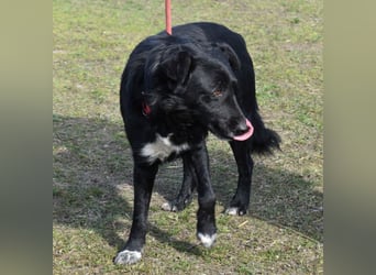 Matyi gehört noch nicht zum alten Eisen