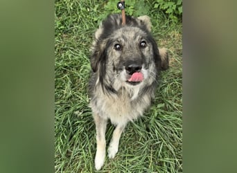 Walton absolut lieber Familienhund