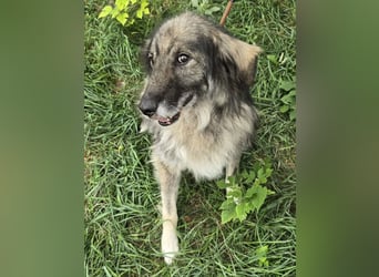 Walton absolut lieber Familienhund