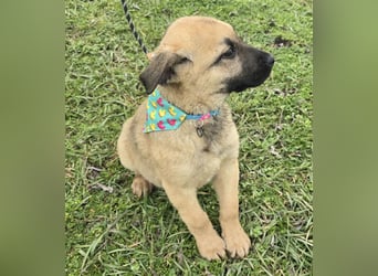 Golda wurde mit ihren 7 Geschwistern einfach entsorgt!