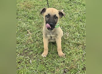 Goofie - im Müll entsorgt