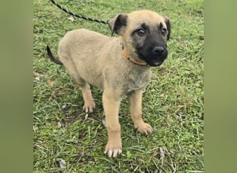 Goofie - im Müll entsorgt