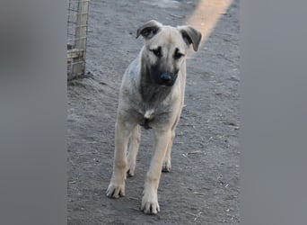 Hollis - sanfte, fröhliche Hündin sucht ein liebevolles Zuhause