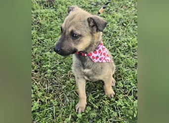 Goldie Mae - einfach nur goldig!