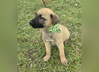 Goofie - im Müll entsorgt