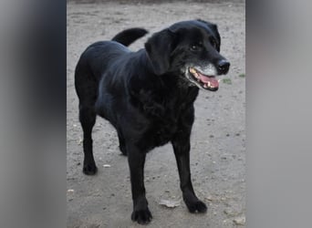 Kolett - freundlich und lebensfrohe Begleiterin