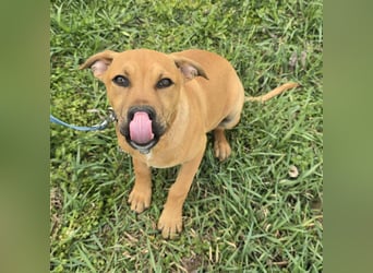 Macchiato Herzensbrecher (auf Pflegestelle in Schleswig Holstein)