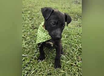 Gadget - einer von 8 im Müll entsorgt!